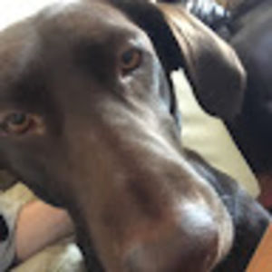 Meet your Posher, Sam